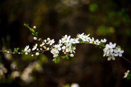 Apple tree blossomの写真素材