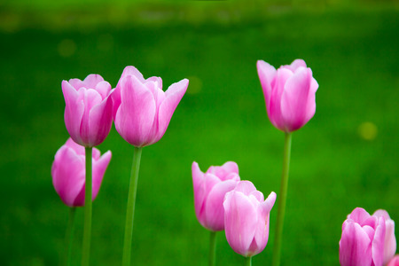 Pink tulipsの写真素材