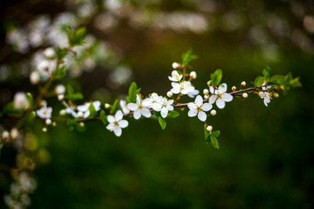 Apple tree blossomの写真素材