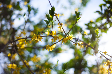 Forsythia branches