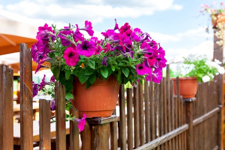 A pot of flowers hanging on the fenceの写真素材