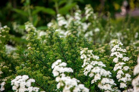 White flowers of Lobularia maritima called Alyssum maritimumの写真素材