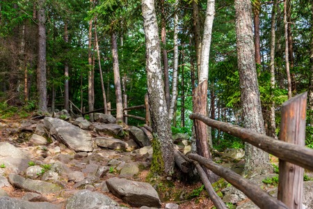 Pine forest on a mountain slope in Carpathian Mountainsの写真素材