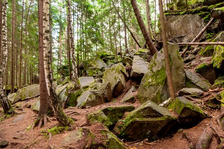 Pine forest on a mountain slope in Carpathian Mountainsの写真素材