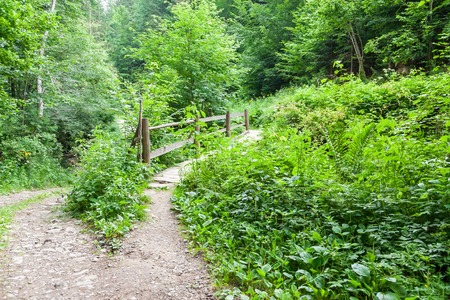 Small wooden bridge over the river in the forestの写真素材
