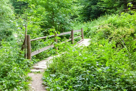 Small wooden bridge over the river in the forestの写真素材