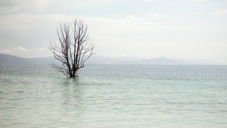 Beautiful view of armenian lake Sevan and lonely bare treeの写真素材