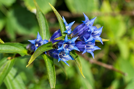 Blue or violet flowers bells in mountains. Campanula blossom close up.の写真素材