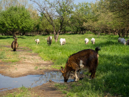 Herd of goats and herd of sheep in Romania on a sunny dayの写真素材