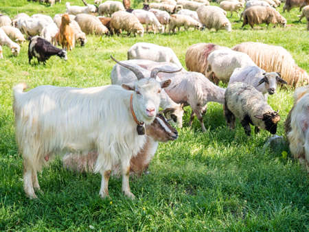 Herd of goats and herd of sheep in Romania on a sunny dayの写真素材