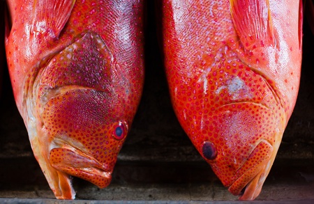 red fish on the counter in the marketの写真素材