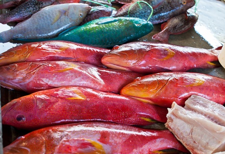 Fish