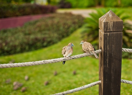 two birdies on the rope in the garden