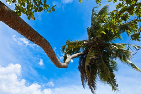 Palm and skyの写真素材