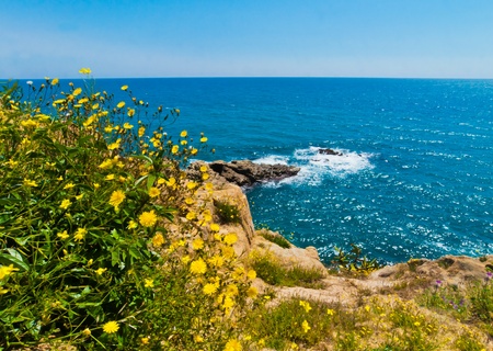 Yellow wildflowers in the sun