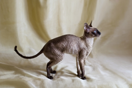pedigreed pet cat on a beige backgroundの写真素材