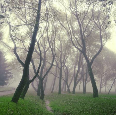mysterious fog, mist world in silenceの写真素材