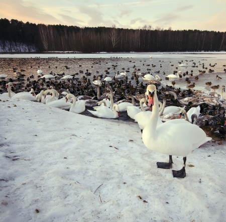 swans swim and live in the winter frost is not frozen lakeの写真素材