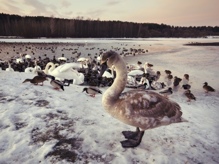 swans swim and live in the winter frost is not frozen lakeの写真素材