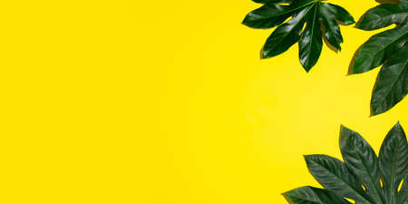 Tropical leaves isolated on yellow background. Design for sales