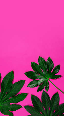 Tropical leaves isolated on pink background. Design for sales