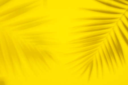 Abstract background of shadows palm leaves on yellow backgroundの写真素材