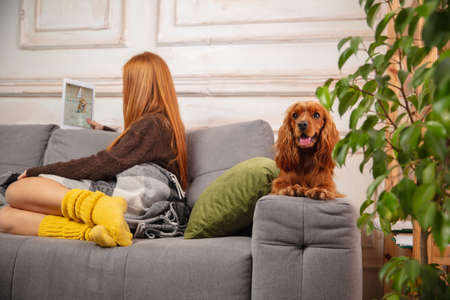 Little girl during video call by digital tablet sitting on sofa with her dog.の写真素材