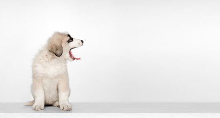 Portrait of cute Central Asian shepherd puppy isolated on white background.