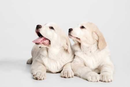 Two cute Central Asian shepherd puppies isolated on white background.の写真素材