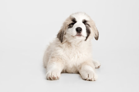 Portrait of cute Central Asian shepherd puppy isolated on white background.