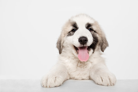 Portrait of cute Central Asian shepherd puppy isolated on white background.の写真素材