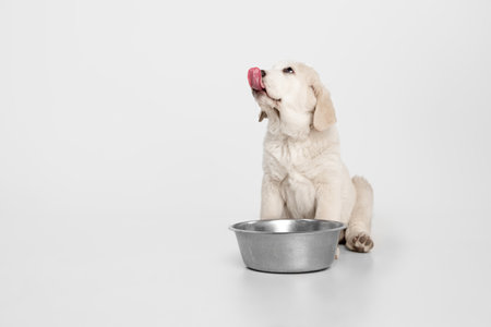 Cute puppy of Central Asian shepherd dog eating isolated on white background.の写真素材