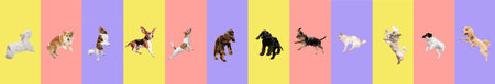 Creative collage. Purebred dogs jumping isolated over gradient background.の写真素材