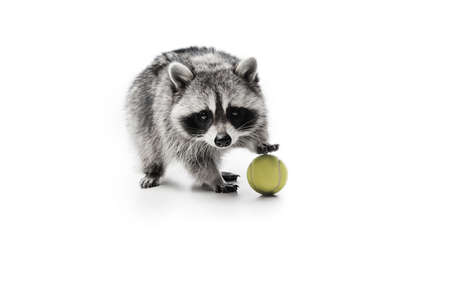 Cute little raccoon posing isolated over white studio background.の写真素材