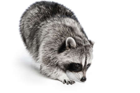 Closeup portrait of small white grey raccoon isolated over white background.の写真素材