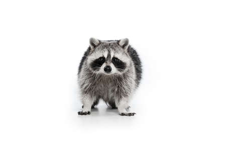 Beautiful white grey raccoon looking at camera isolated over white background.の写真素材