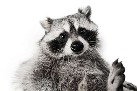 Close-up portrait of cute adorable raccoon posing isolated on white background.の写真素材