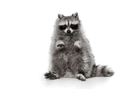 Funny little white grey raccoon sitting isolated over white background.の写真素材