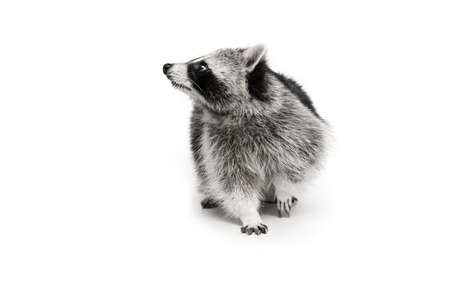 Funny little white grey raccoon posing isolated over white background.の写真素材