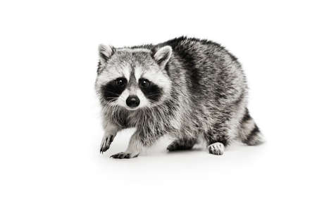 Beautiful white grey raccoon looking at camera isolated over white background.の写真素材