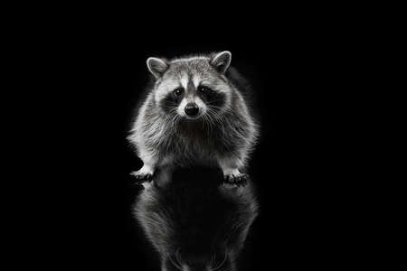 Beautiful white grey raccoon looking at camera isolated over black background.の写真素材