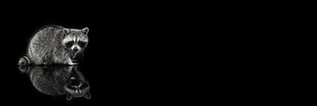 Beautiful white grey raccoon looking at camera isolated over black background.の写真素材