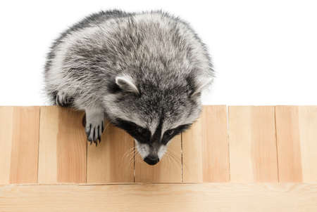 Funny raccoon posing and looking down isolated over white studio background.の写真素材
