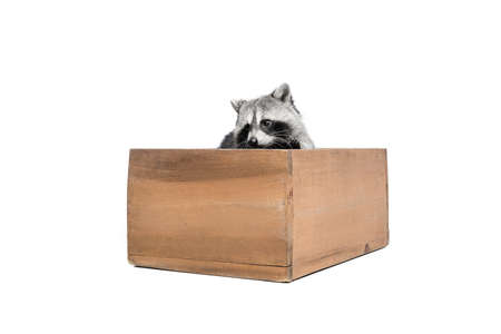 Cute gray raccoon sitting in wooden box isolated over white background.