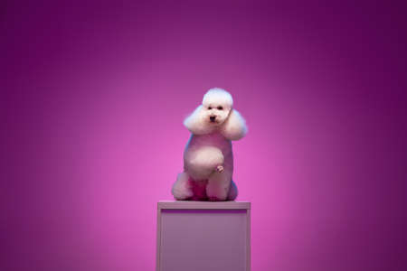 White poodle sitting on pedestal isolated on purple background in neon light.
