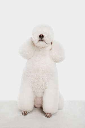 Small funny dog white poodle posing isolated over white background.の写真素材