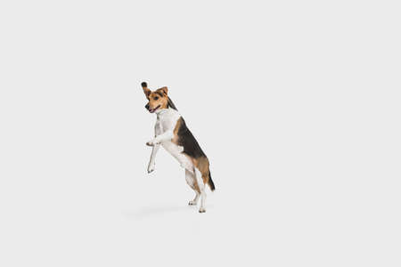 Portrait of Estonian Hound dog posing isolated over white background.