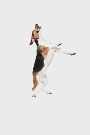 Portrait of Estonian Hound dog isolated over white background.