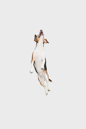 Happy Estonian Hound dog posing isolated over white background.