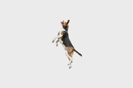 Happy Estonian Hound dog posing isolated over white background.の写真素材